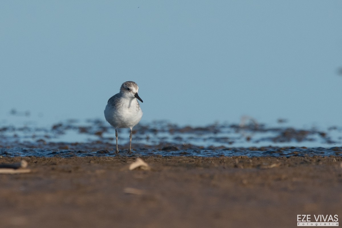 jespák srostloprstý - ML645901331