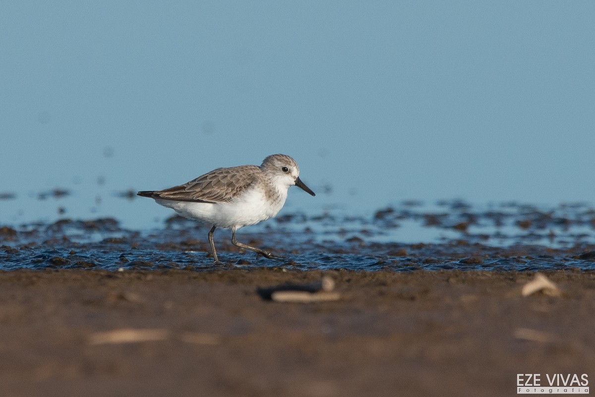 jespák srostloprstý - ML645901332