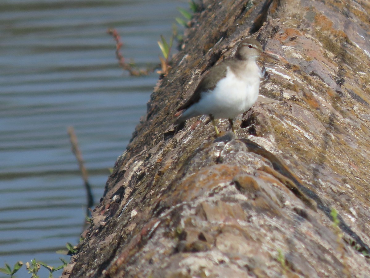 Spotted Sandpiper - ML645901333