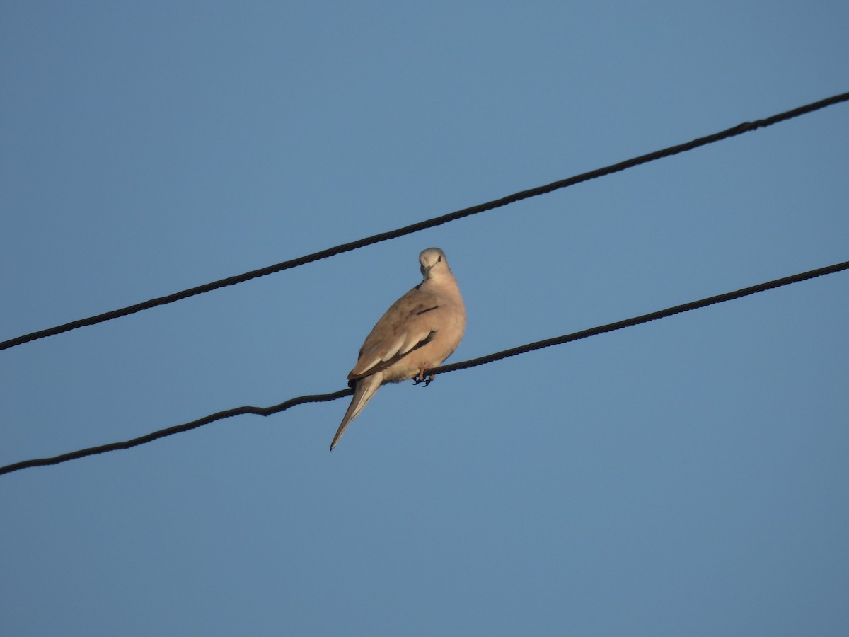 Picui Ground Dove - ML645901342