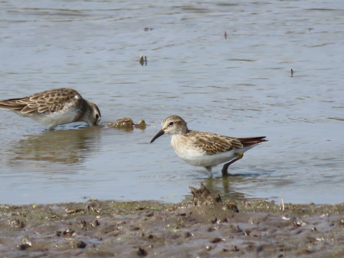 Least Sandpiper - ML645901363