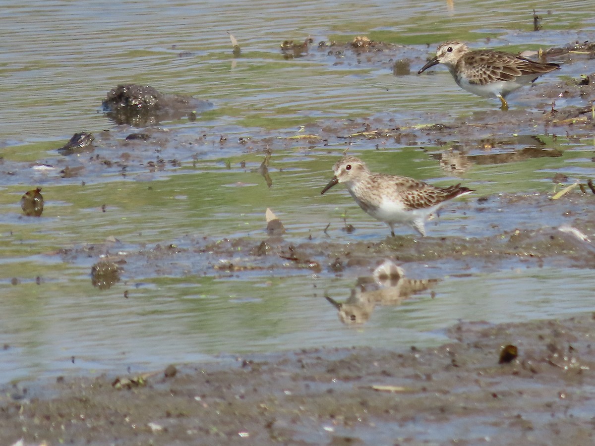 Least Sandpiper - ML645901364