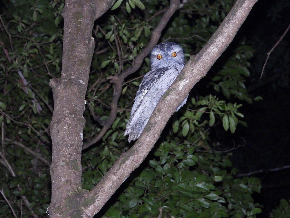 Avustralya Kocaağzı - ML645901370