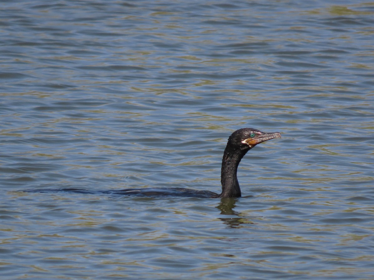 Neotropic Cormorant - ML645901373