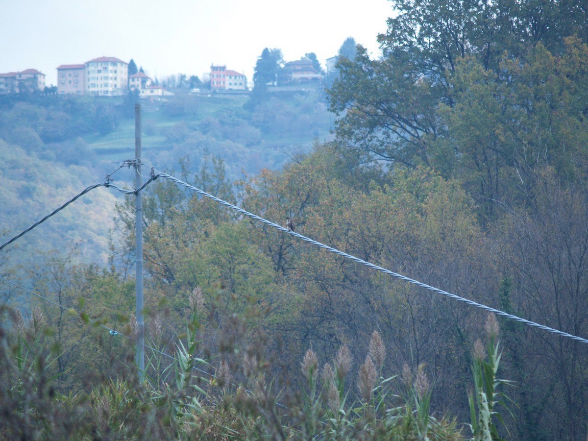 Buse variable - ML645901376