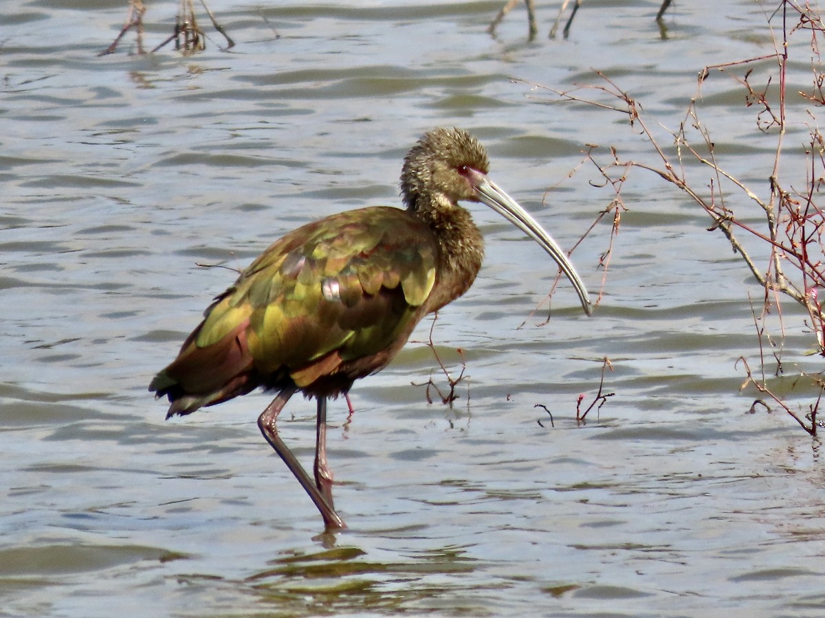 White-faced Ibis - ML645901380