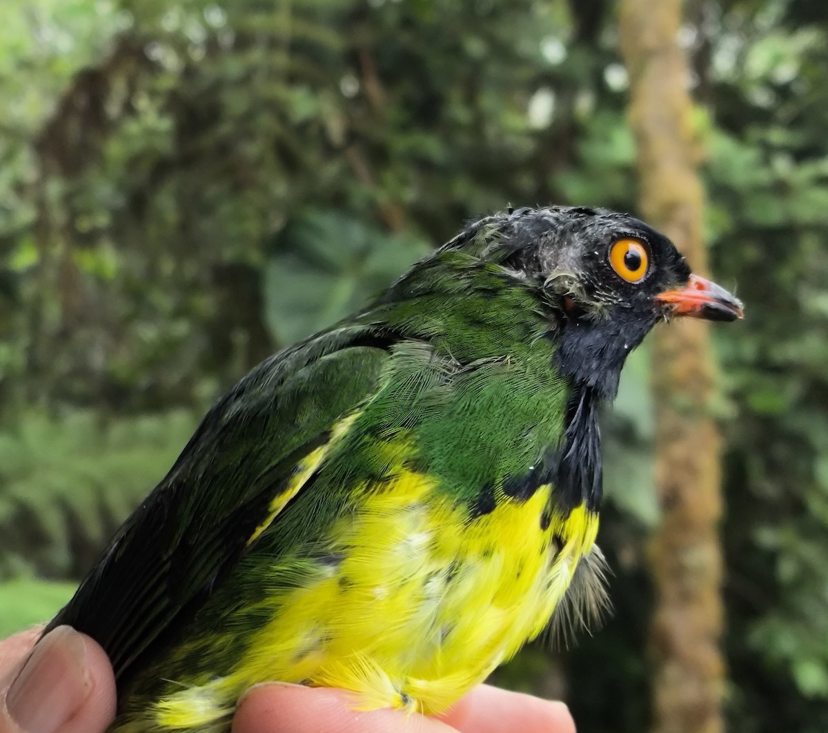 Black-chested Fruiteater - ML645901383