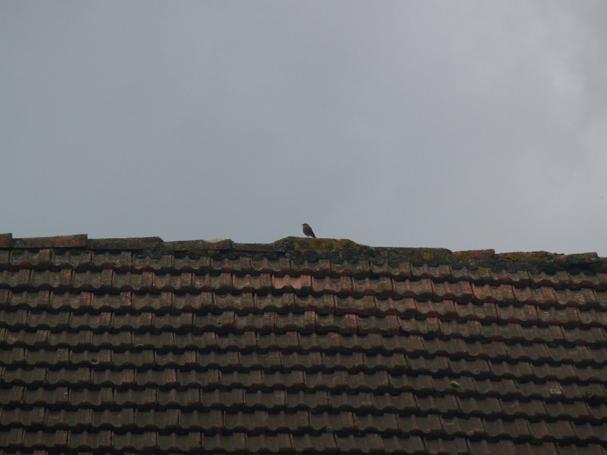 Black Redstart - ML645901384