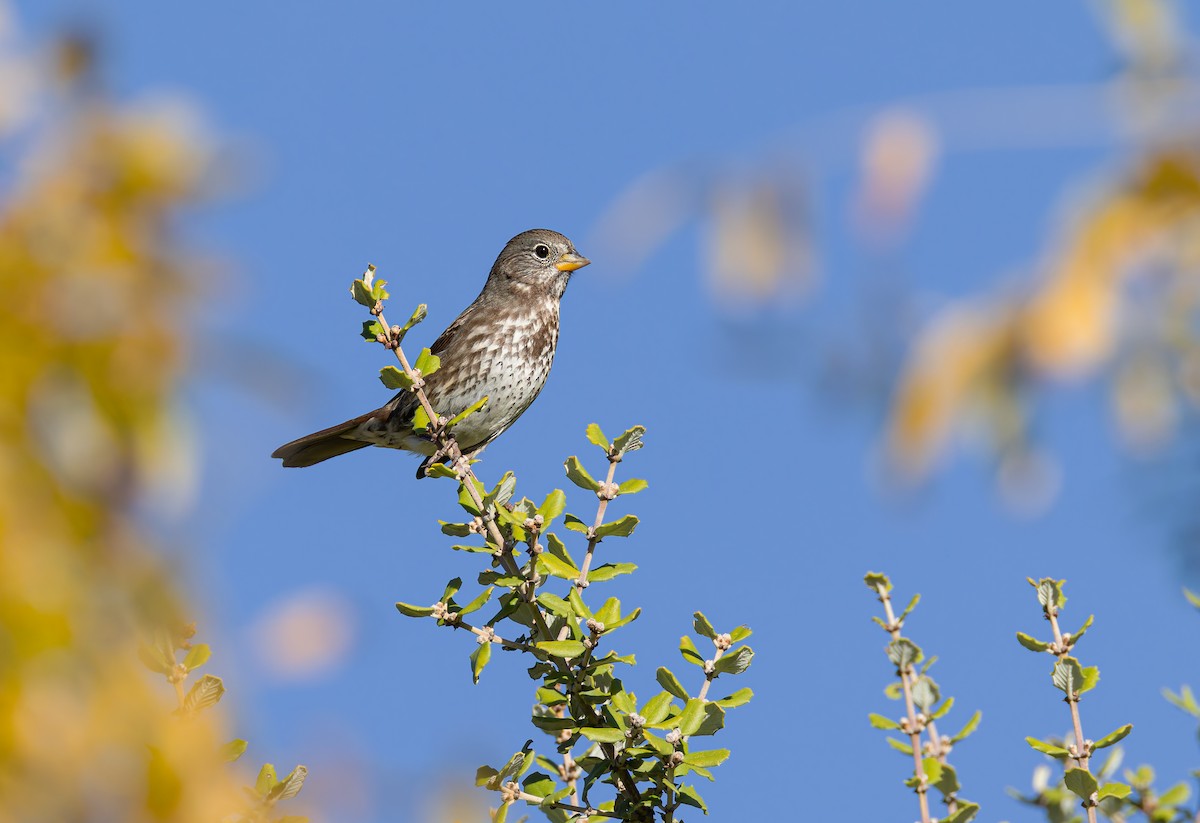 Fox Sparrow - ML645901385