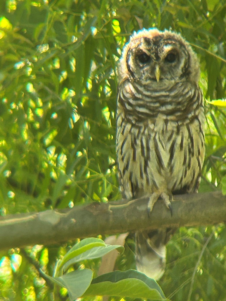 Barred Owl - ML645901394