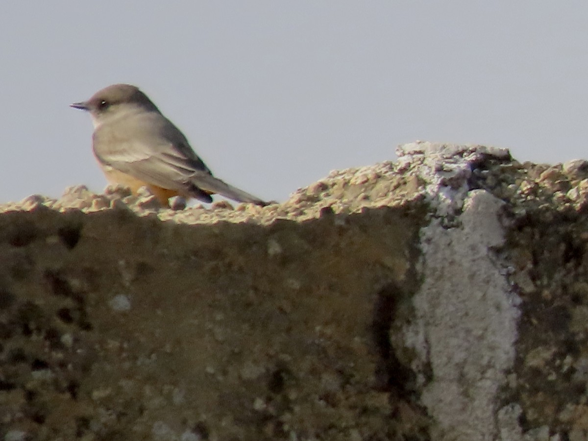 Say's Phoebe - ML645901395