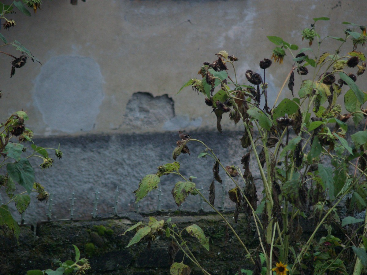 Common Chaffinch - ML645901403