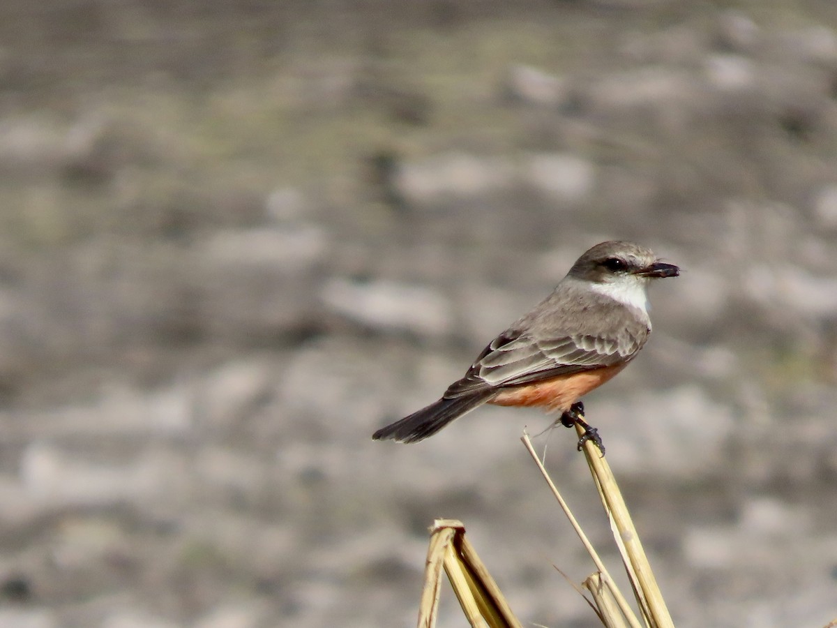 Vermilion Flycatcher - ML645901409