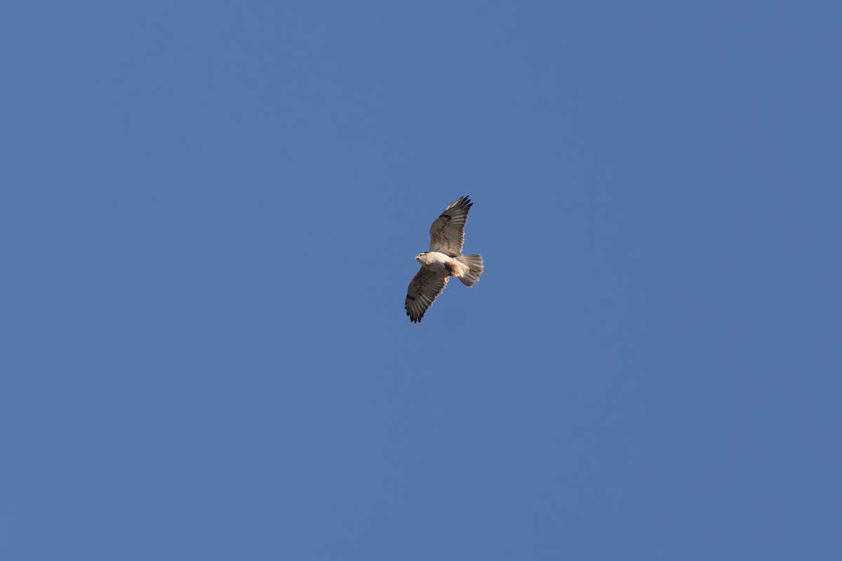 Ferruginous Hawk - ML645901411