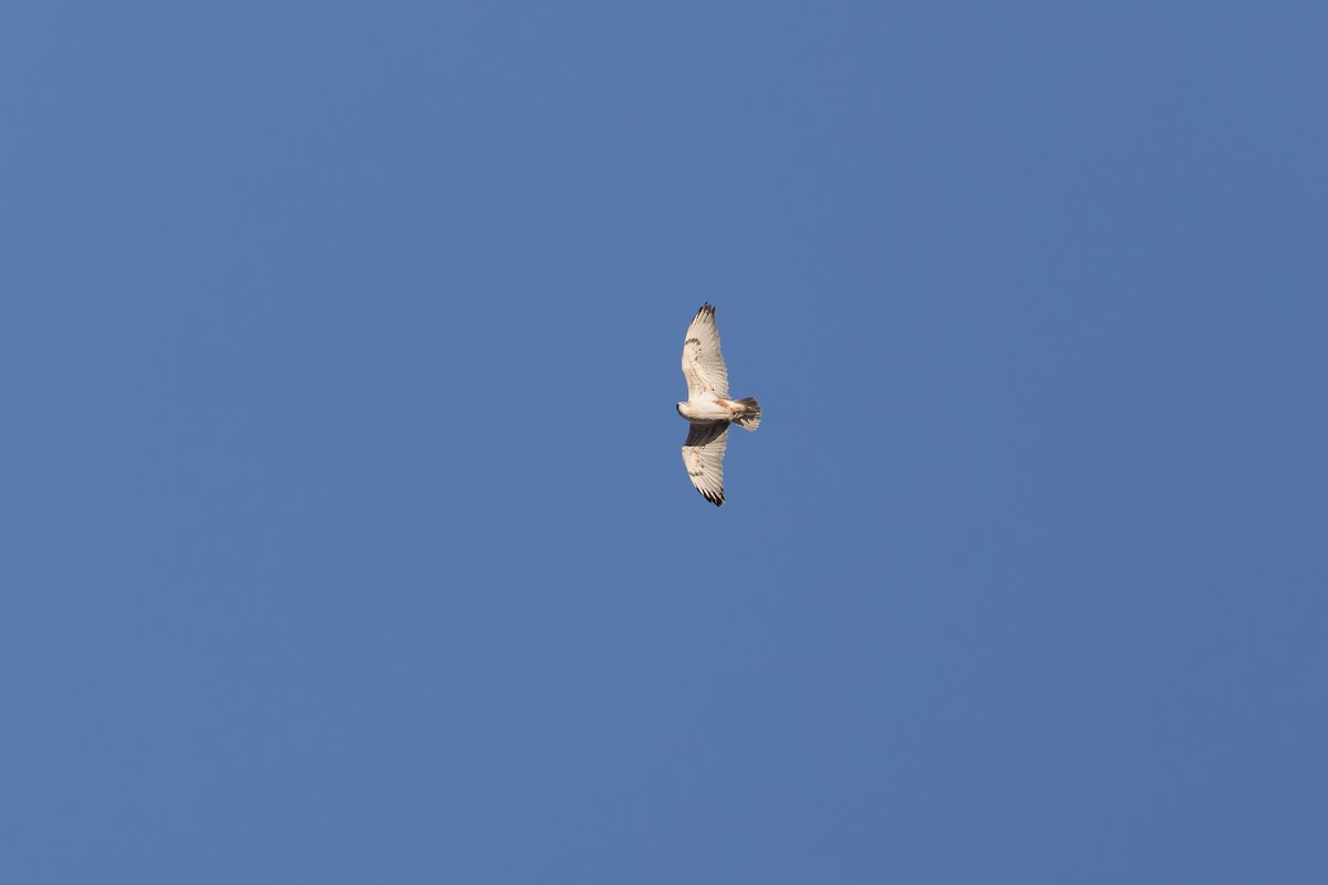 Ferruginous Hawk - ML645901412