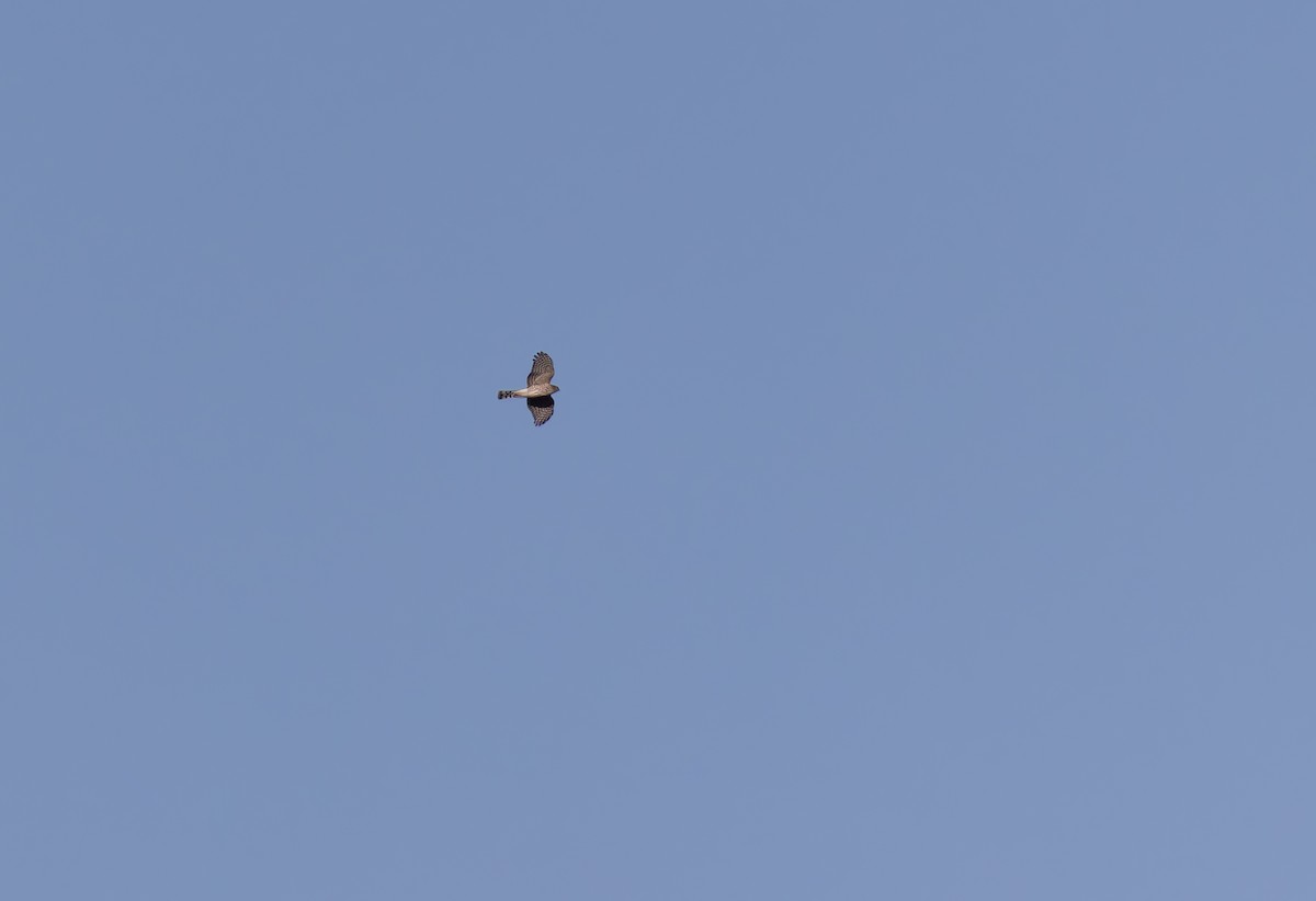 Sharp-shinned Hawk - ML645901413