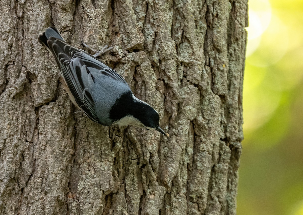 White-breasted Nuthatch - ML645901431