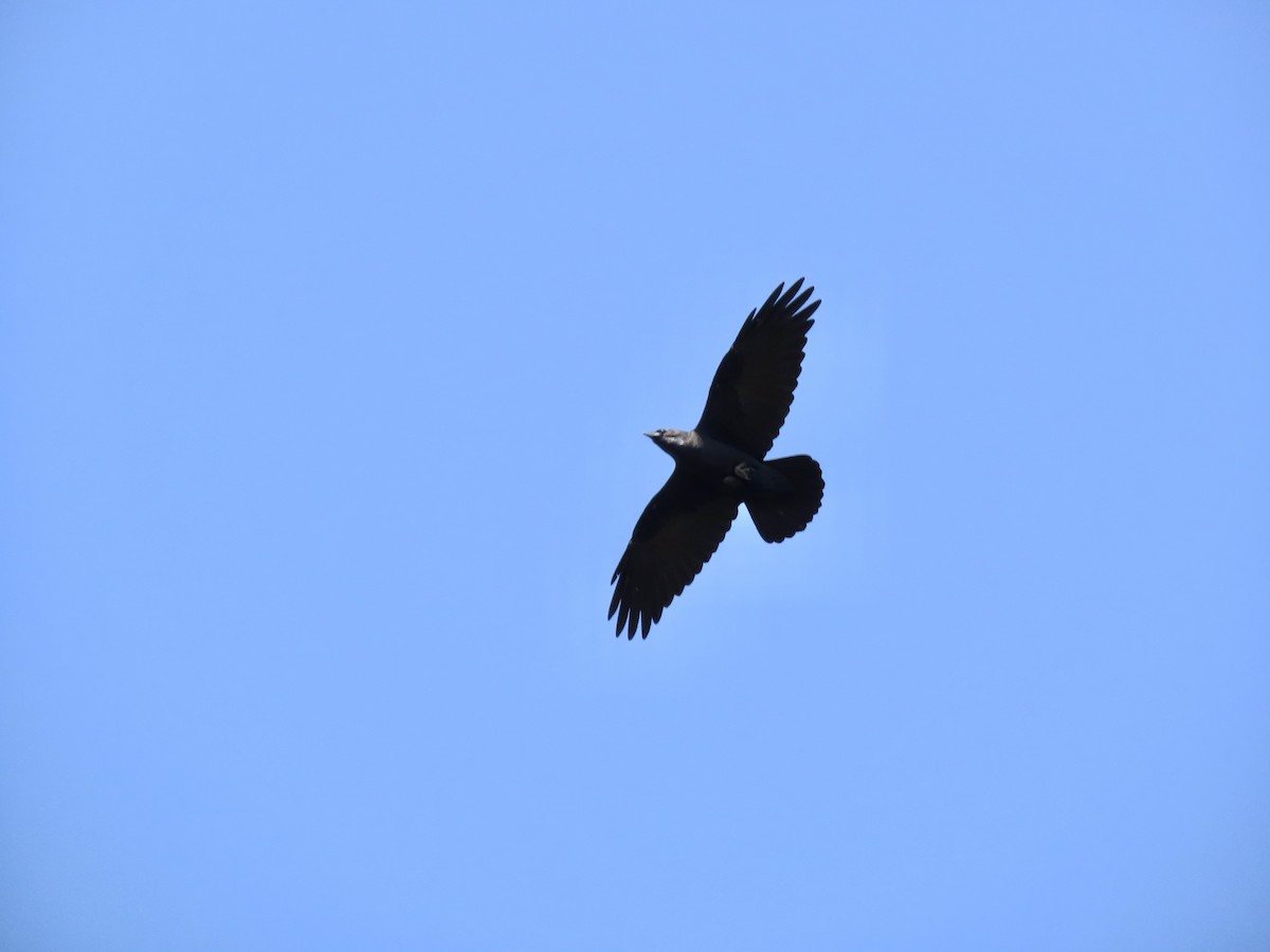 krkavec mexický - ML645901432