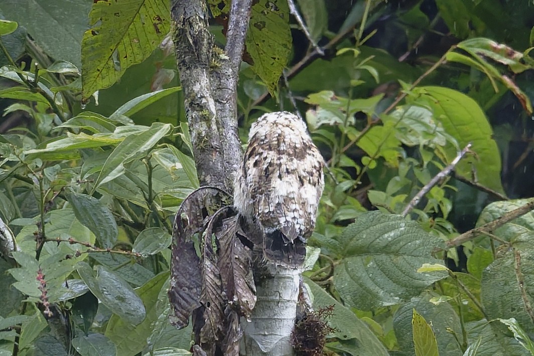 Andean Potoo - ML645901436