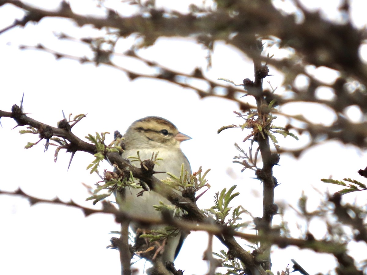 Chipping Sparrow - ML645901444