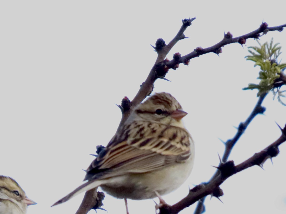 Chipping Sparrow - ML645901446