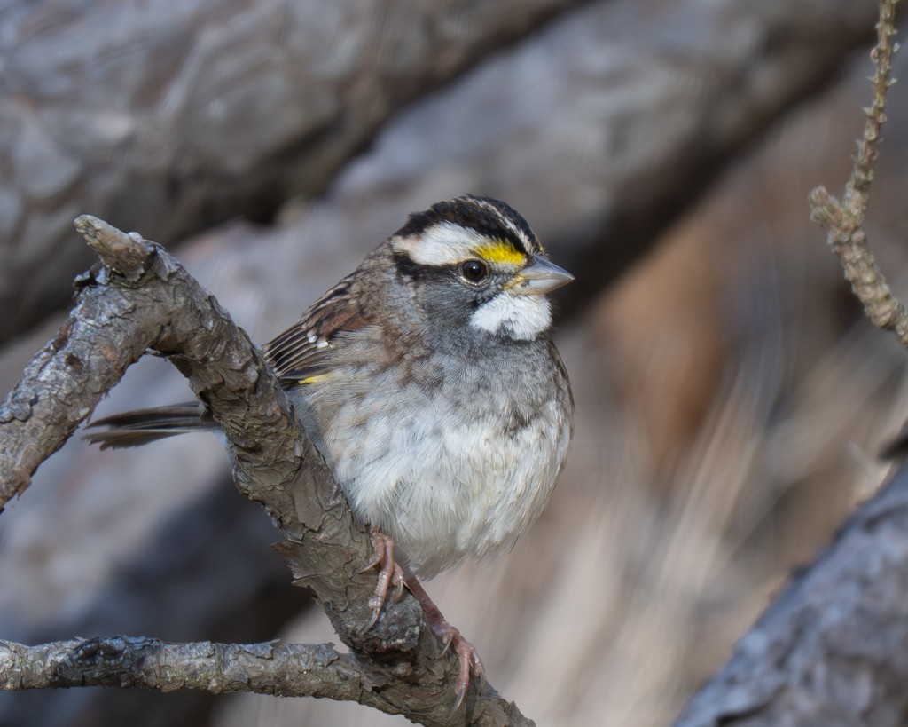 White-throated Sparrow - ML645901447