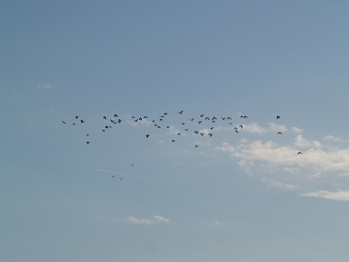 Northern Lapwing - ML645901464