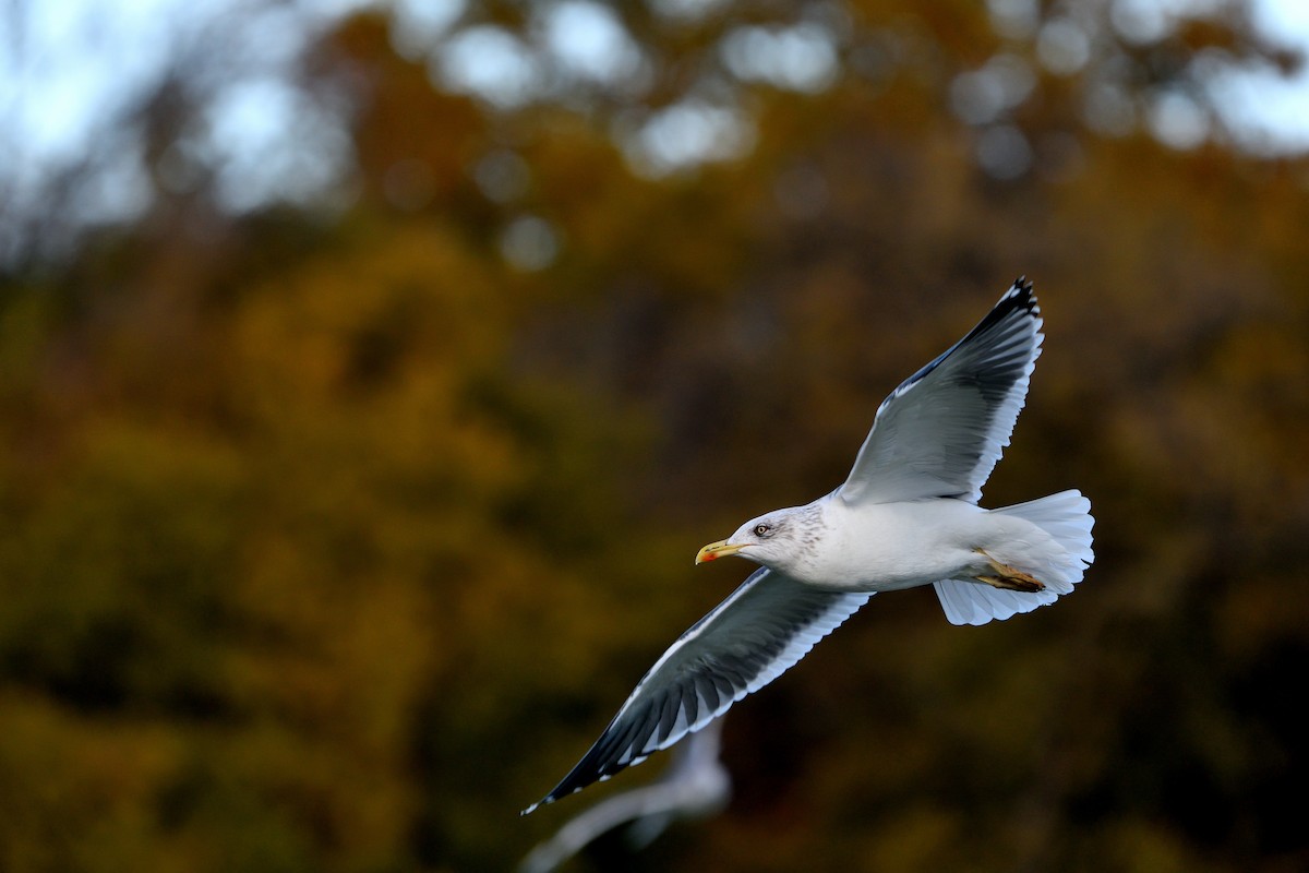 ニシセグロカモメ - ML645901466