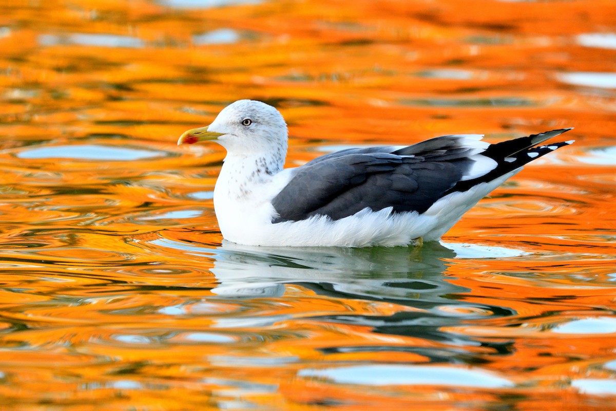 ニシセグロカモメ - ML645901468