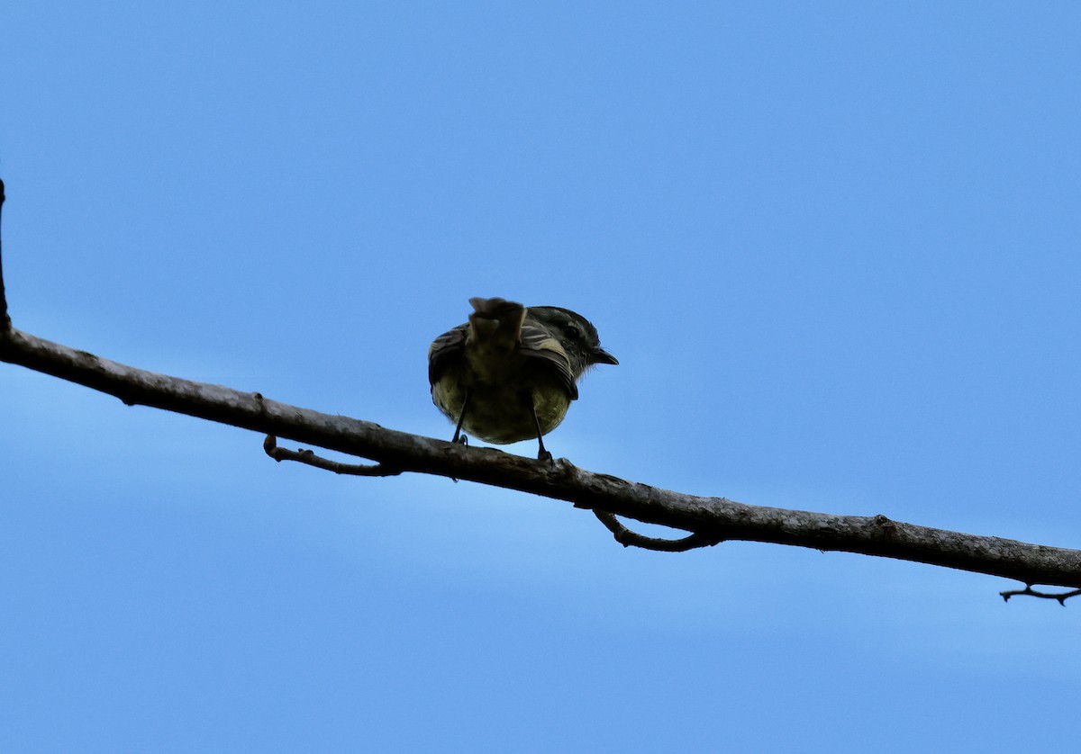 Planaltokleintyrann - ML645901469