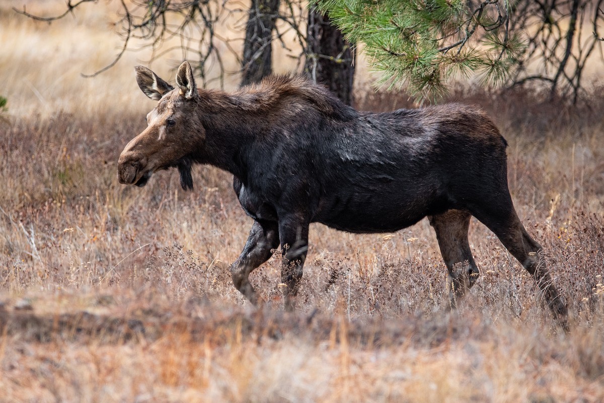 駝鹿 - ML645901470