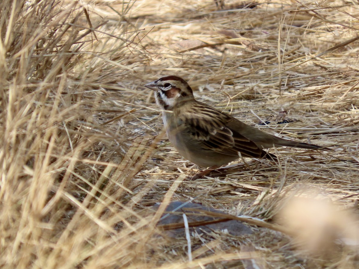 Lark Sparrow - ML645901471