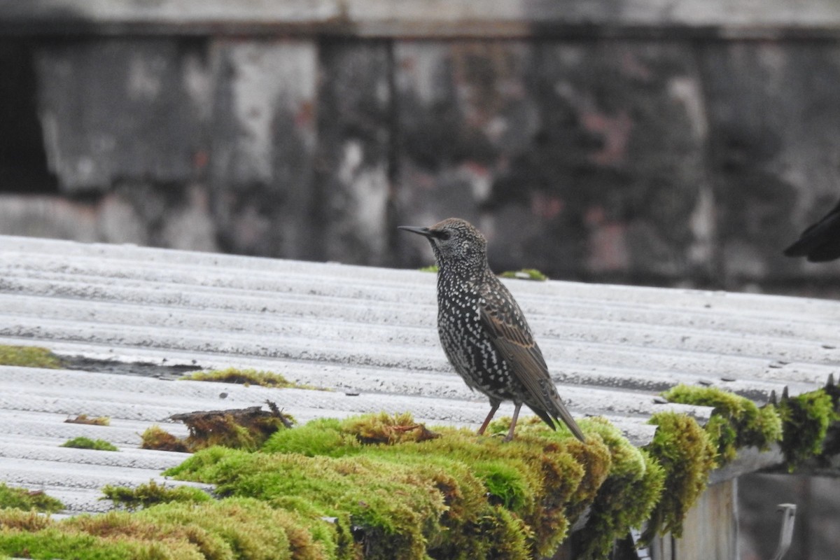 European Starling - ML645901475