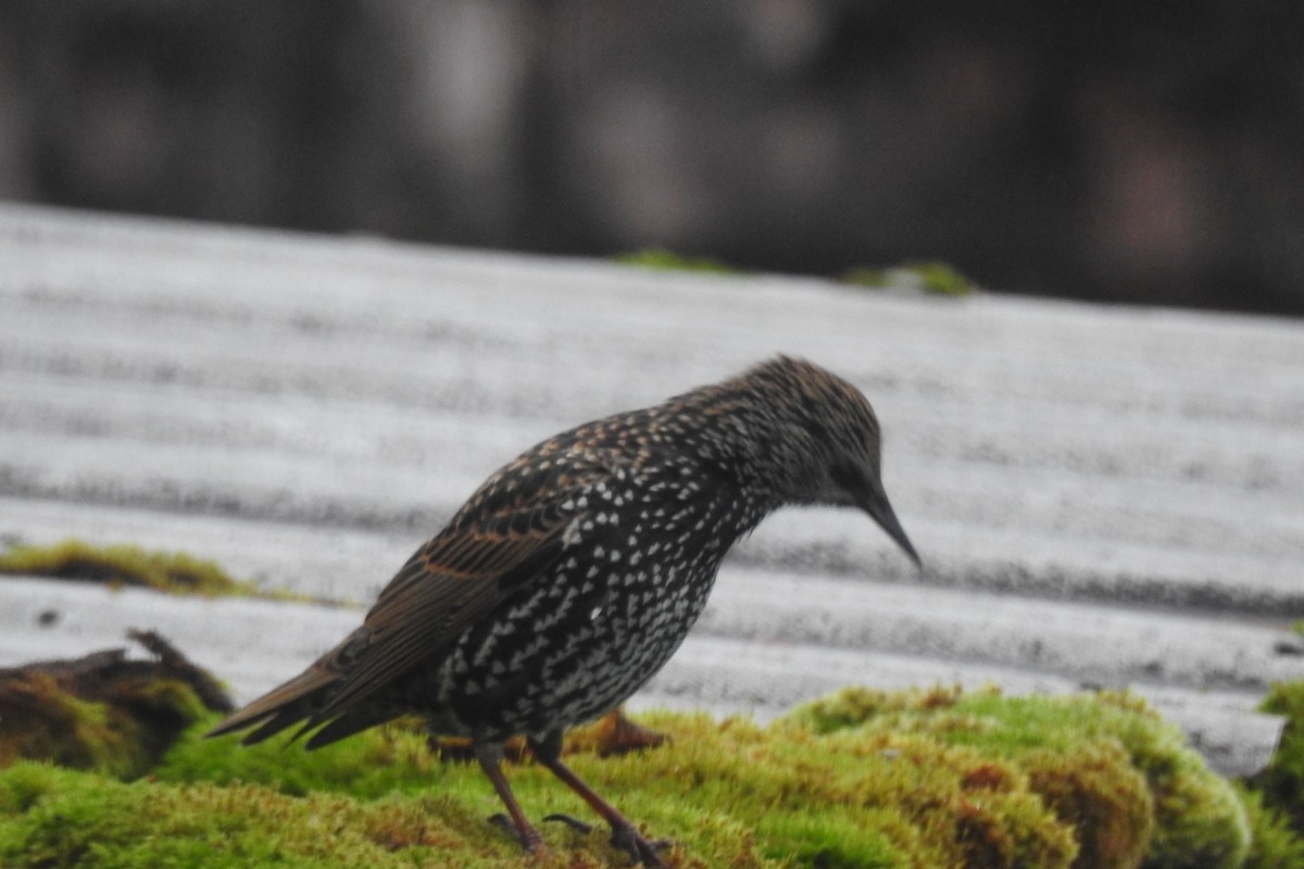 European Starling - ML645901476