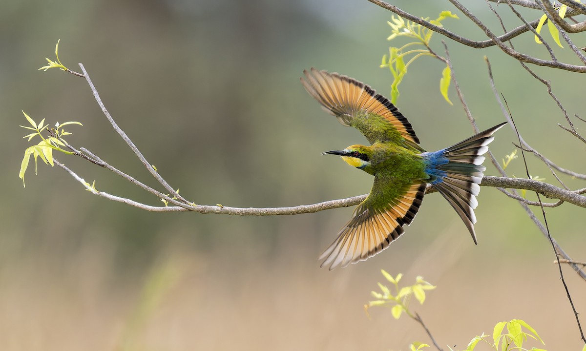 Abejaruco Golondrina - ML645901485