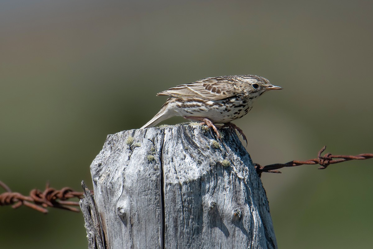 linduška jihoamerická - ML645901489