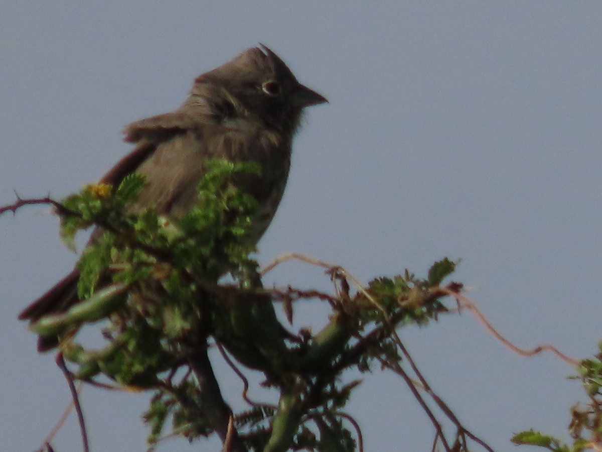 Canyon Towhee - ML645901492