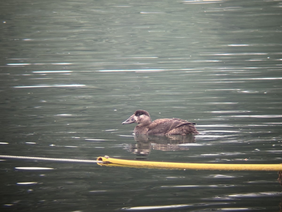 Surf Scoter - ML645901499