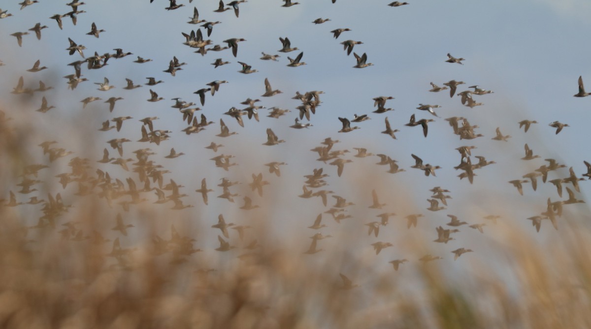 Blue-winged Teal - ML645901500