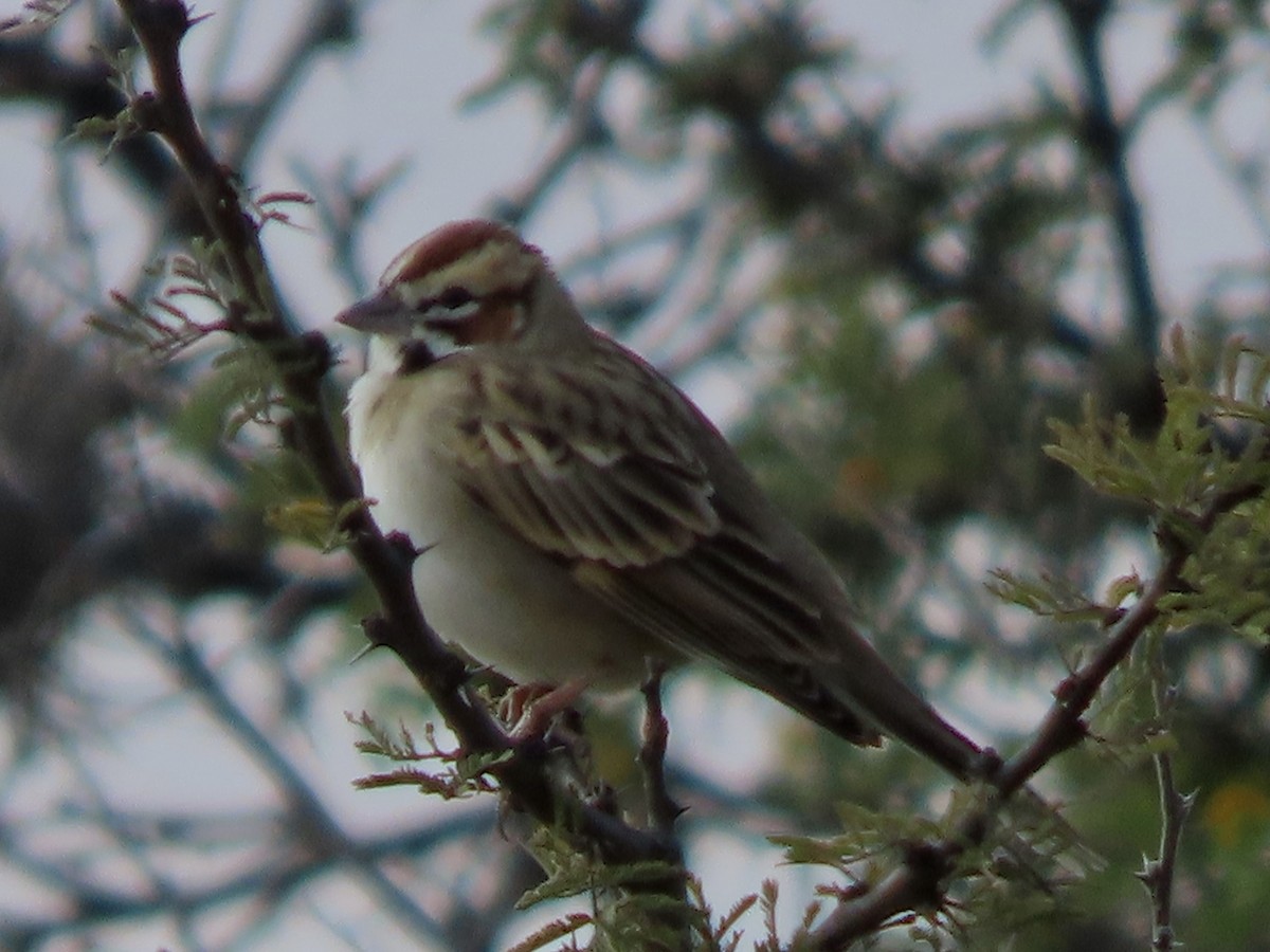 Lark Sparrow - ML645901503