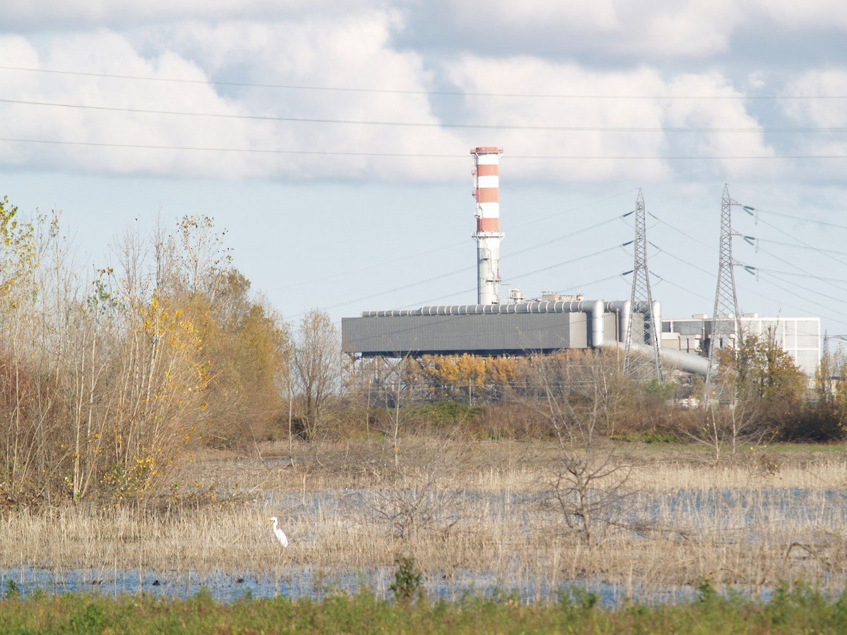 Great Egret - ML645901507