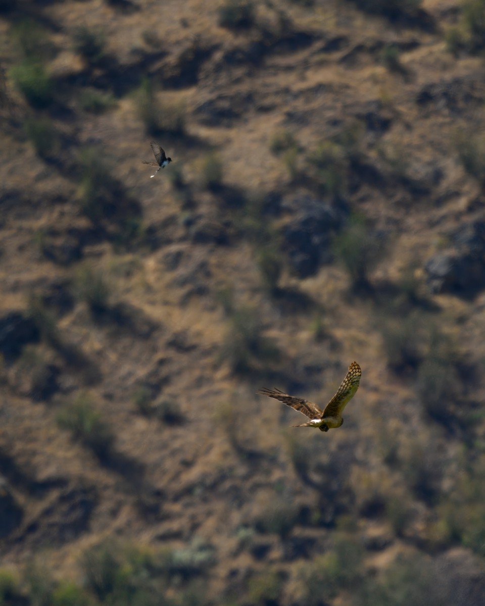 Northern Harrier - ML645901508