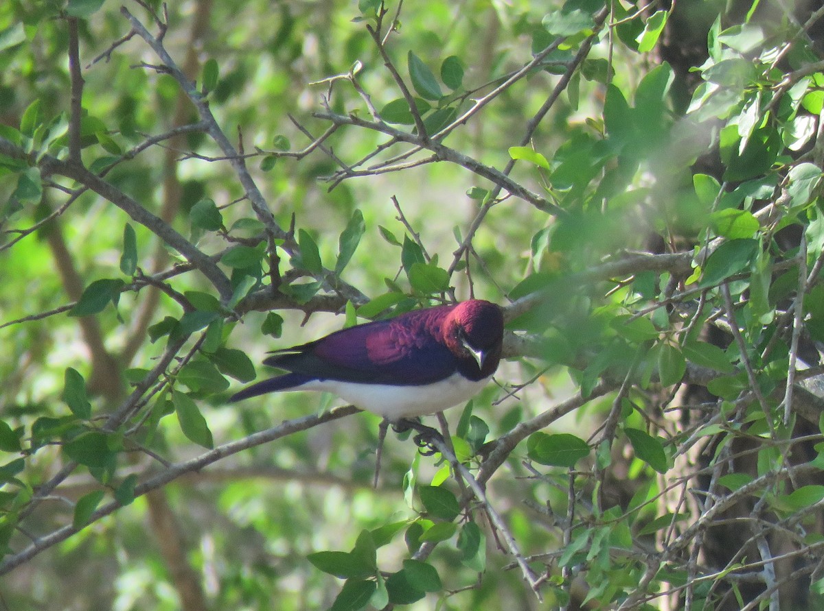 Violet-backed Starling - ML645901522