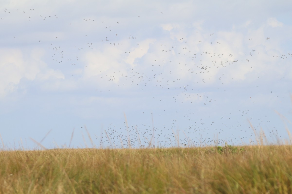 Blue-winged Teal - ML645901527