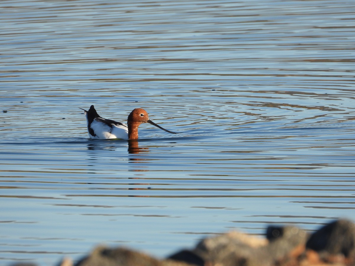 brunhodeavosett - ML645901544