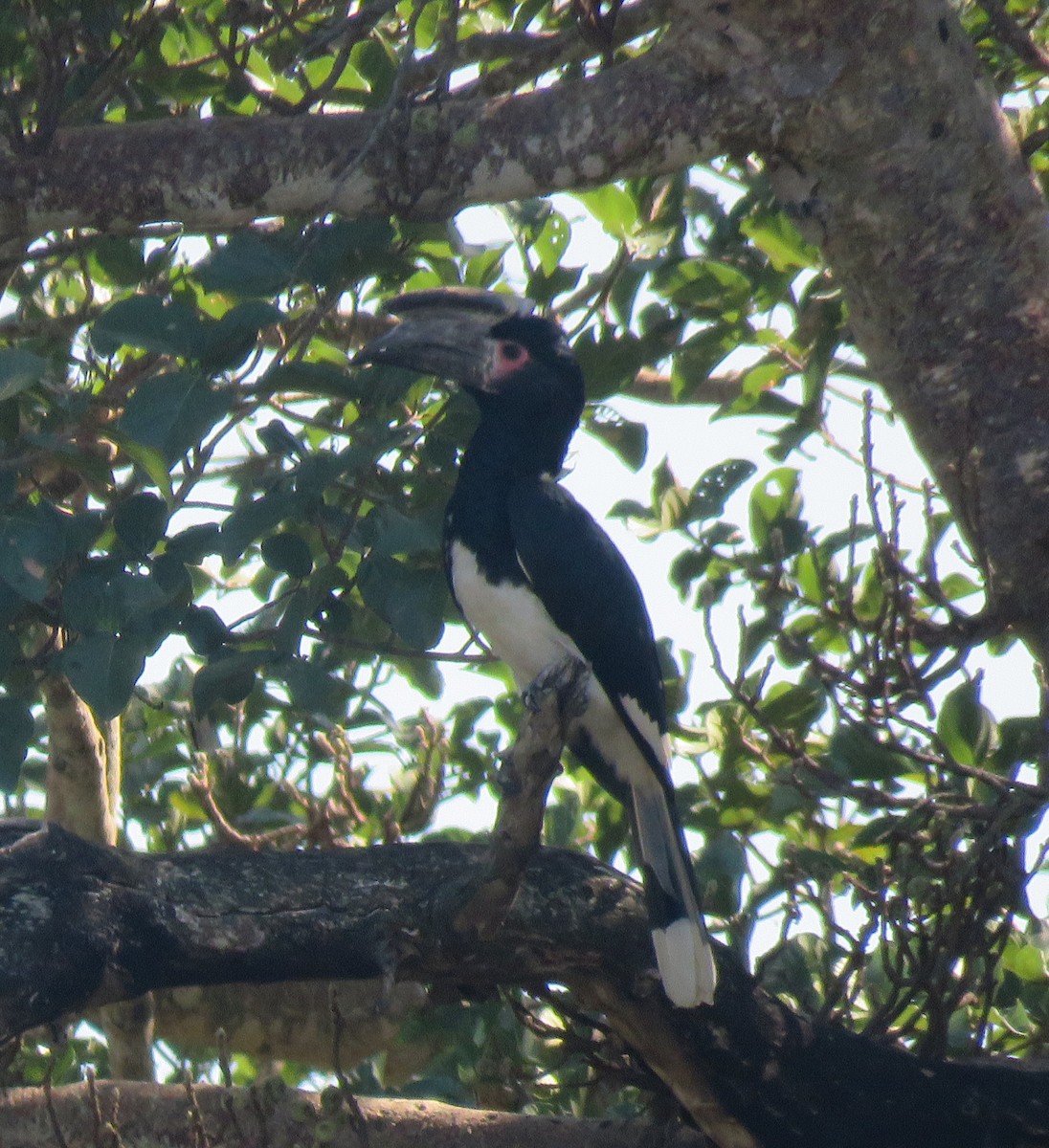 Trumpeter Hornbill - ML645901549