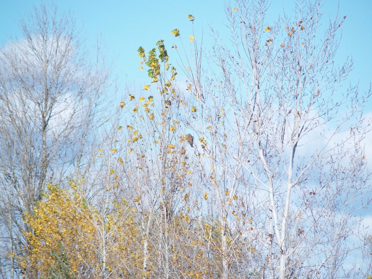 Buse variable - ML645901550