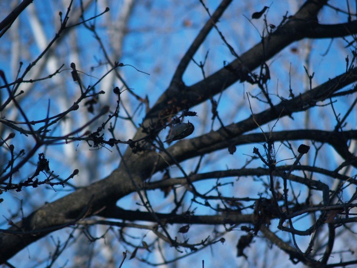 Goldcrest - ML645901555