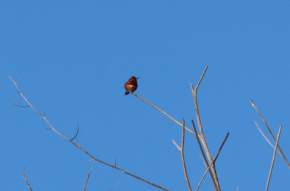 Allen's Hummingbird - ML645901557