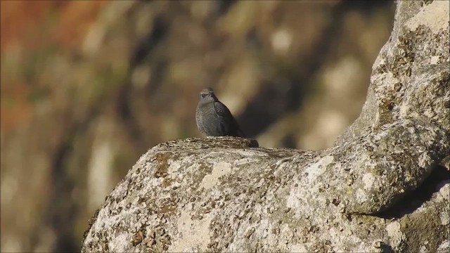 Passero solitario - ML645901559